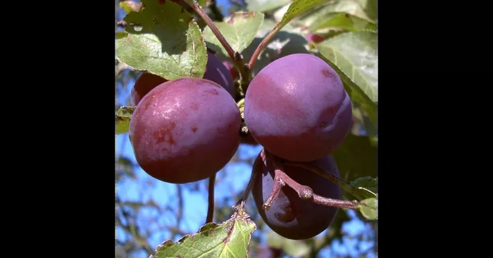 Pflaume ‚Königin Viktoria‘
