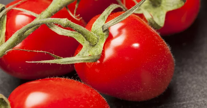 Pflaumen-Cherry-Tomate ‚Dasher‘ – ‚Mirado Red‘