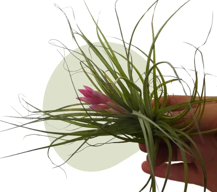Pflegeleichte Luftpflanze – dekorative Tillandsia