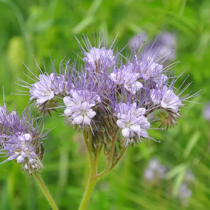 Phacelia tanacetifolia