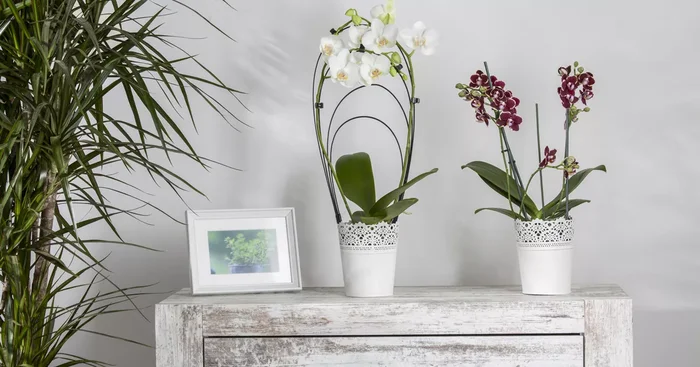 Phalaenopsis ‚Waterfall’${2}