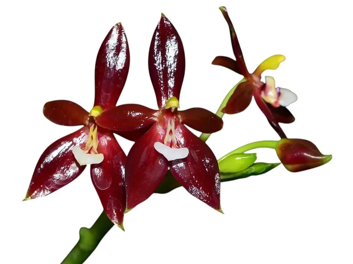 Phalaenopsis cornu-cervi chattaladae (5 cm Topf)