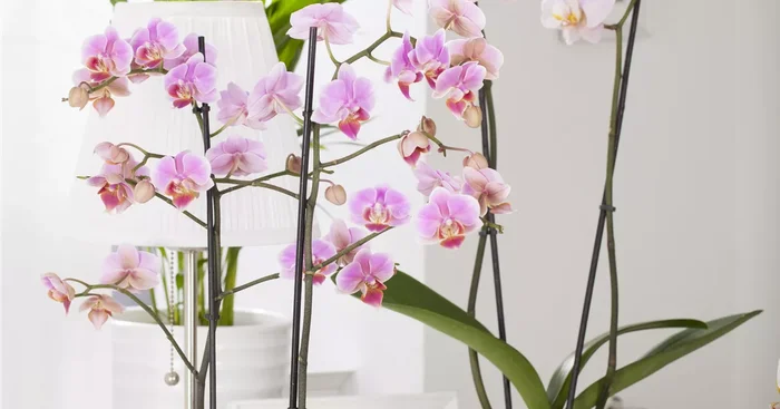 Phalaenopsis, rosa${2}