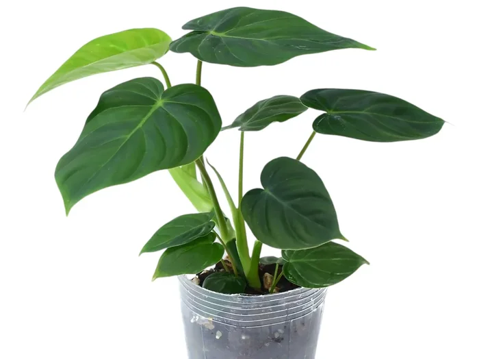 Phil. (verrucosum 2 x pastazanum)