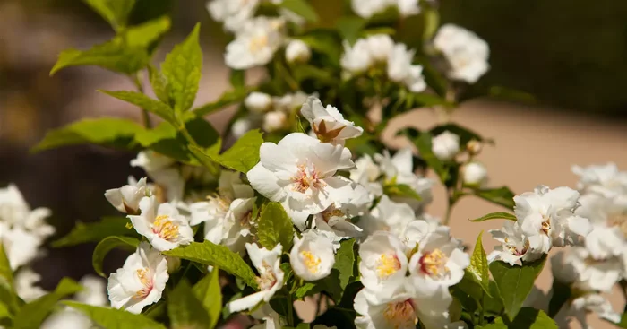 Philadelphus lemoinei