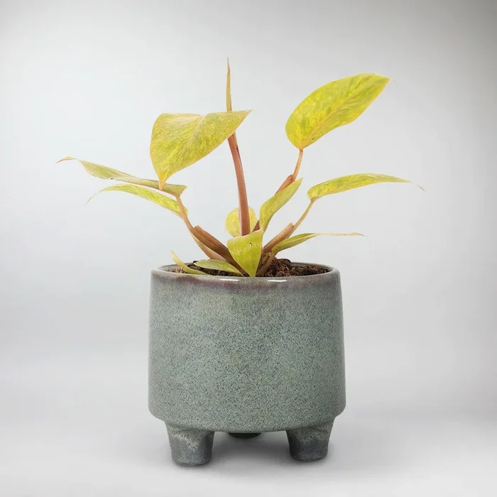 Philodendron ‚Painted Lady‘ | Philodendron Erubescens