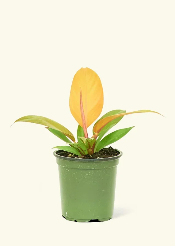 Philodendron ‚Prince of Orange‘, Small
