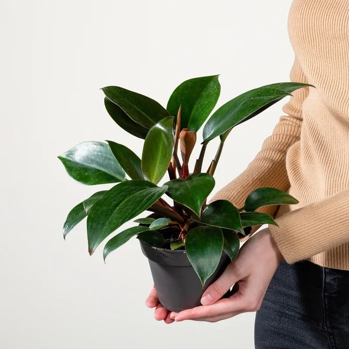 Philodendron ‚Red Congo‘