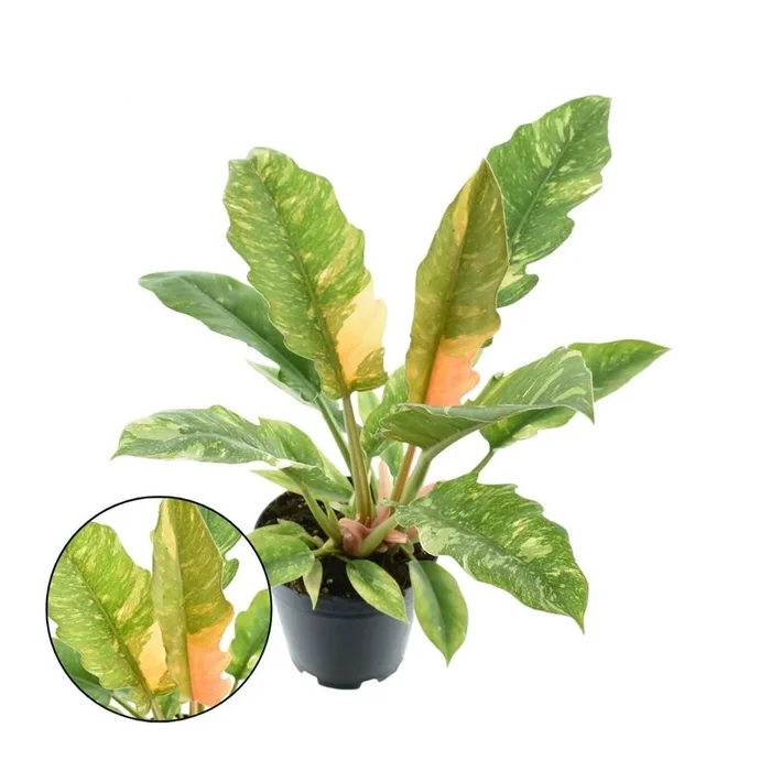 Philodendron ‚Ring of Fire‘ ca. 30cm- Die feurige Schönheit für dein Zuhause – Grünpflanze – Zimmerpflanze