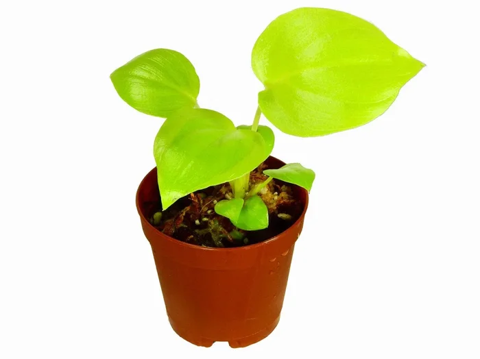Philodendron bipinnatifidum ‚Gold‘ (11cm Topf)