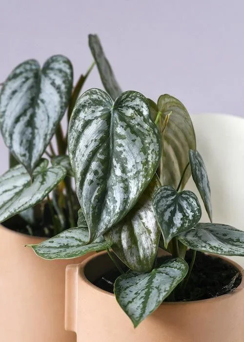 Philodendron Brandtianum L