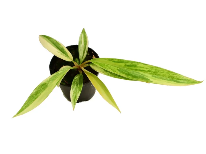 Philodendron Caramel Marble XS (5,5cm Topf)