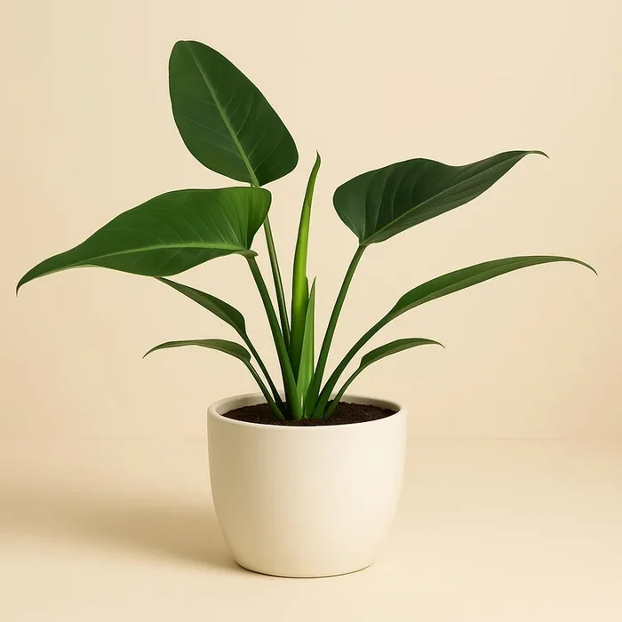 Philodendron Congo Millions – 70cm