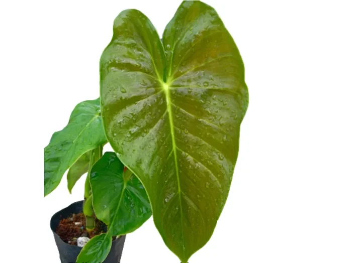 Philodendron esmeraldense ‚Goat‘
