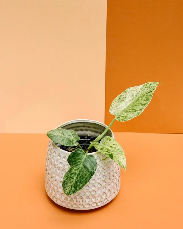 Philodendron giganteum ‘Blizzard’ Variegata – XS Baby (Plug Size)
