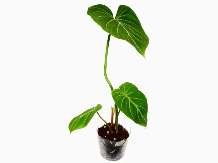 Philodendron gloriosum ‚Zebra‘