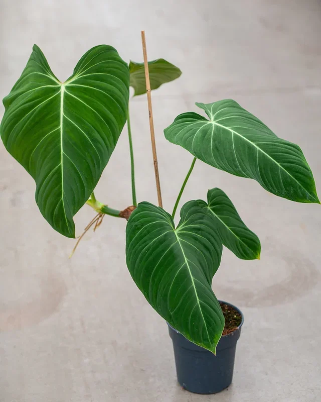Philodendron Glorious (Melanochrysum x Gloriosum)