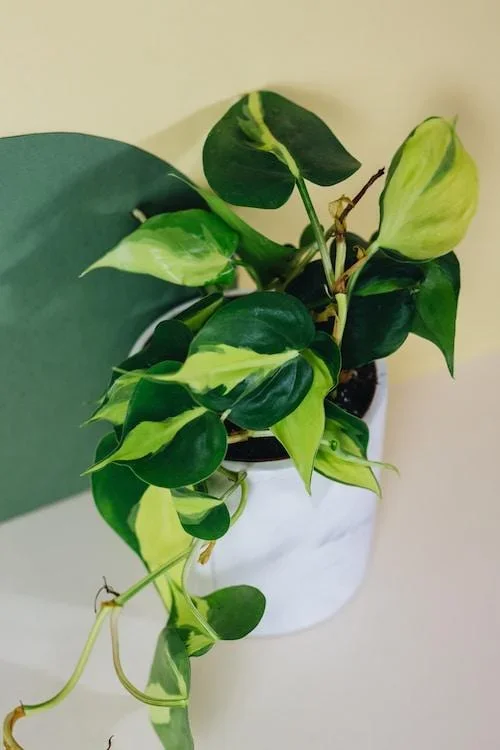 Philodendron hederaceum var. oxycardium ‚Brasil‘ Medium