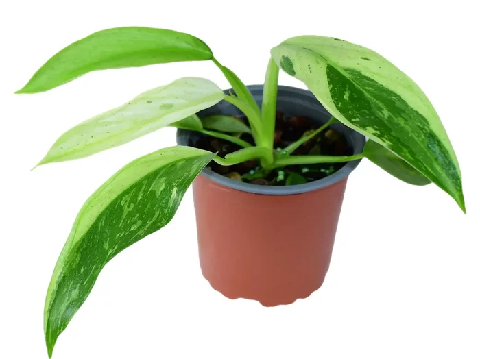Philodendron imbe ‚Jose Buono‘ (11 cm Topf)