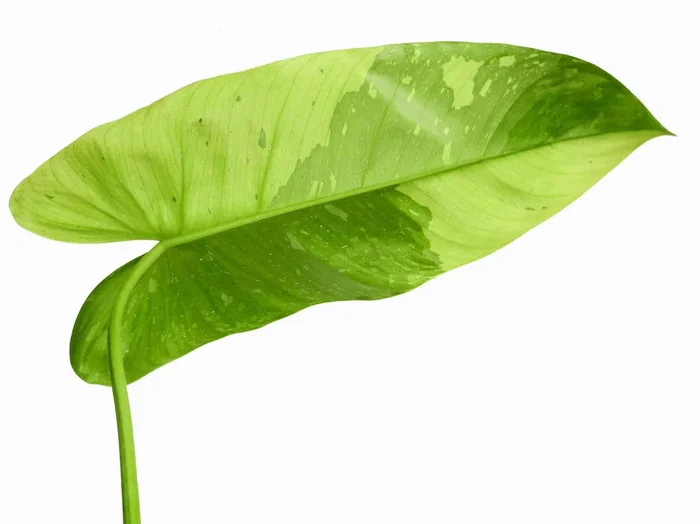Philodendron imbe ‚Jose Buono‘