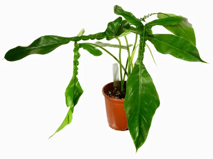 Philodendron joepii hort.