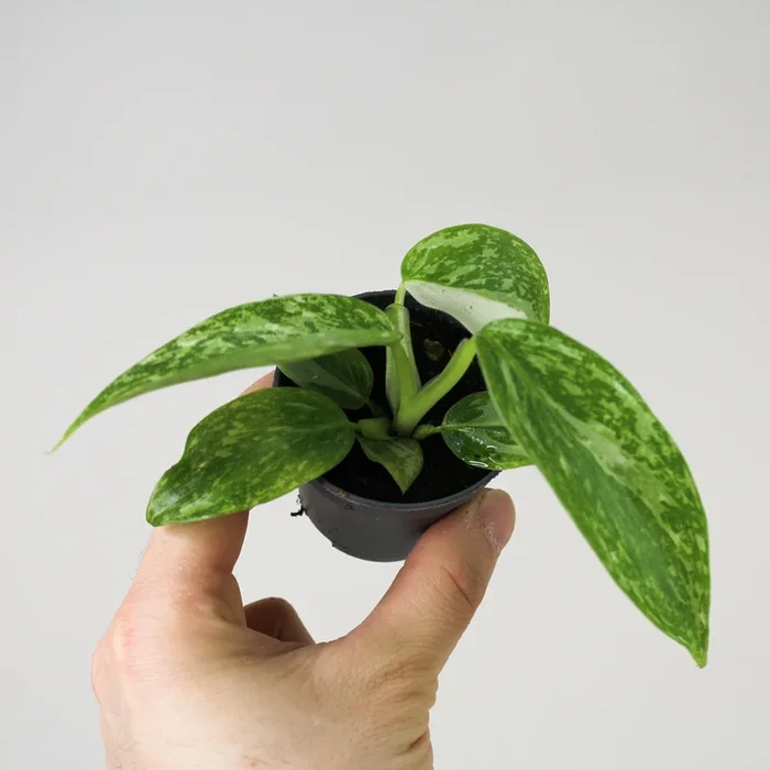 Philodendron Jose Buono – Babypflanze