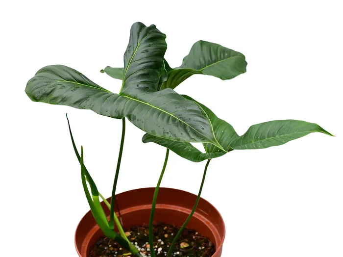 Philodendron lupinum