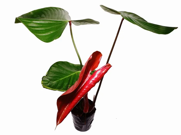 Philodendron lynamii