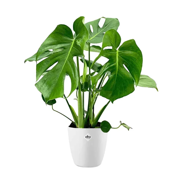 Philodendron Monstera in weißem Blumentopf ELHO