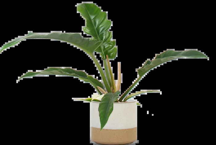 Philodendron narrow (Baumfreund) (S)