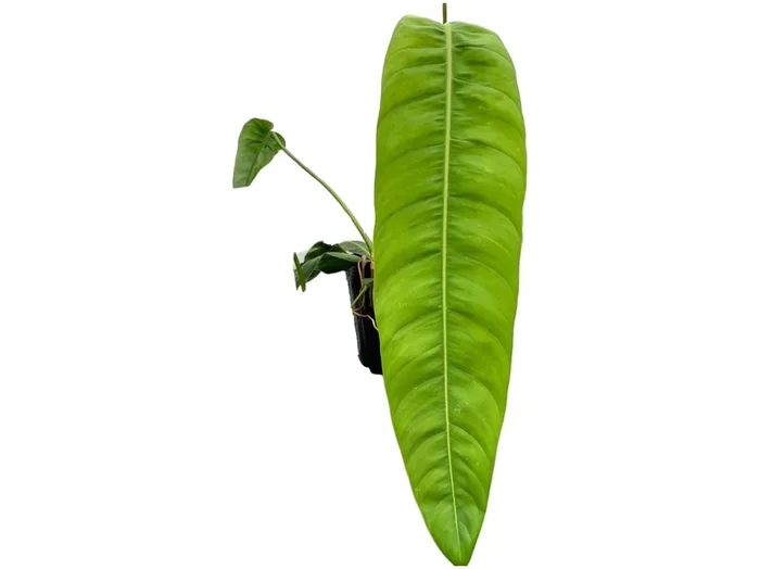 Philodendron patriciae ‚Big‘