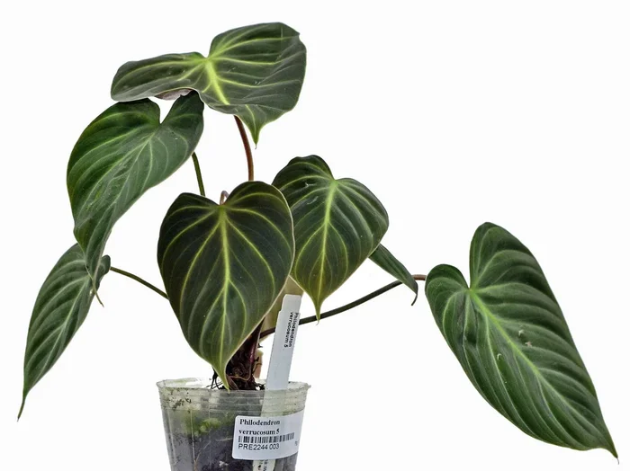 Philodendron rubrijuvenile (aka Philodendron Choco Red)