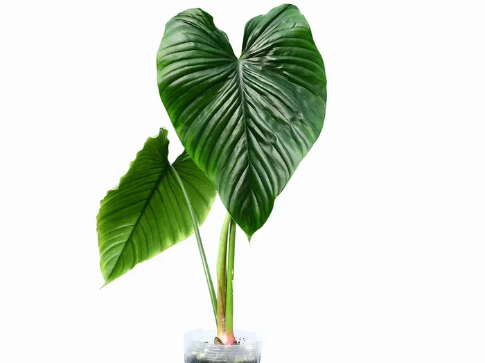 Philodendron rubrocinctum ‚Platinum‘