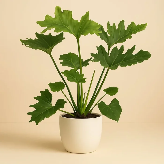 Philodendron Selloum Elefantiana – 100cm