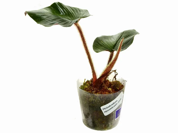 Philodendron squamicaule ‚Pink‘