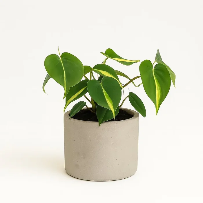 Philondendron Brasil Scandens – 20cm