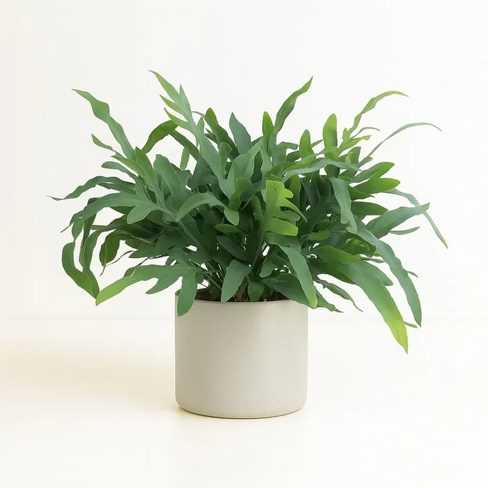 Phlebodium Aureum Blue Star – 50cm