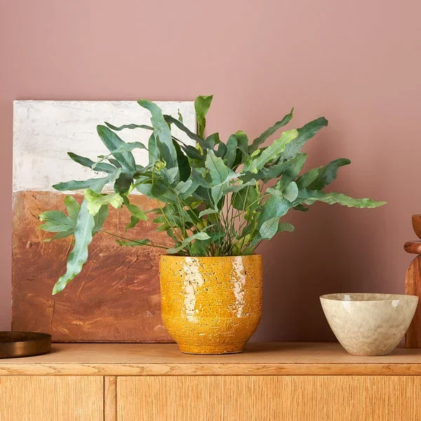Phlebodium aureum