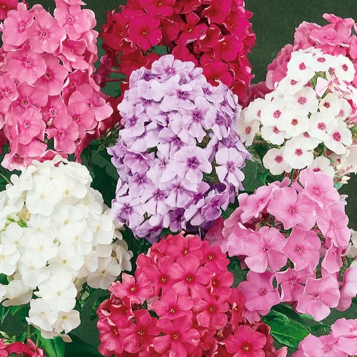 Phlox paniculata