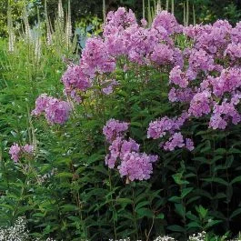 Phlox paniculata x 3