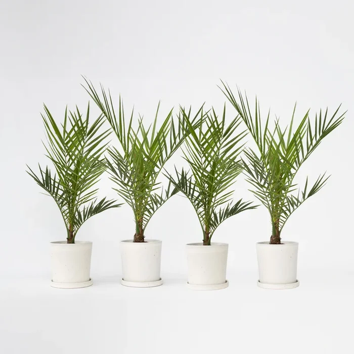 Phoenix Canariensis – Set of 4 – Date palm