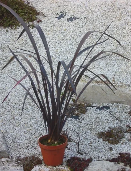 Phormium „Black Velvet“ – Neuseeland Flachs -Gräser