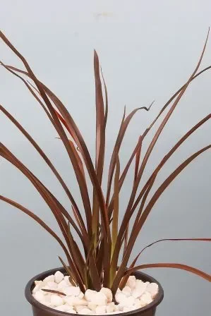 Phormium tenax „Red Sensation“ – Neuseeland Flachs