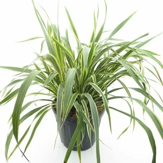 Phormium tenax Variegatum – Neuseelandflachs