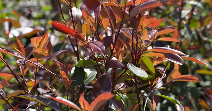 Photinia fraseri ‚Devil’s Dream‘ -R-
