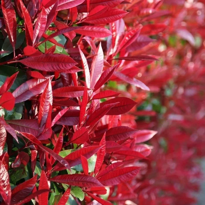 Photinia Fraseri Red Robin – Glanzmispel 175/200 cm