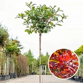 Photinia Red Robin Halbstamm