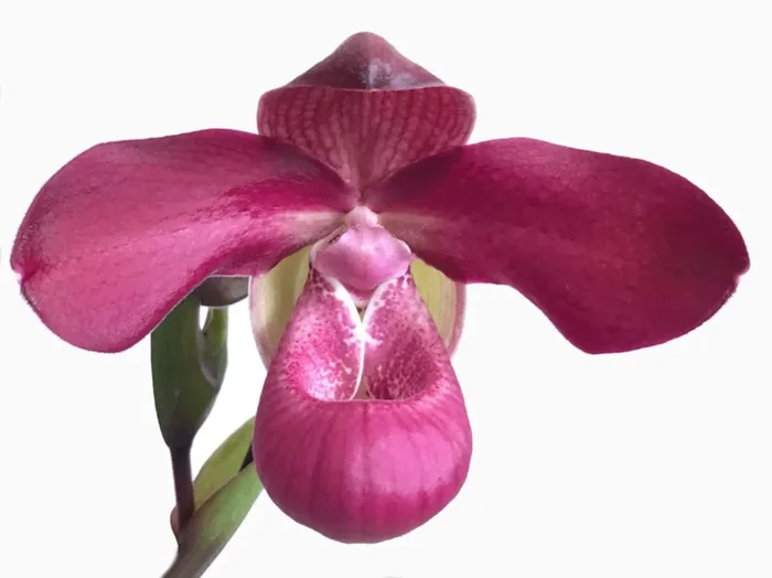 Phragmipedium Acker’s Beauty