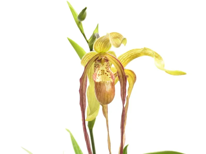 Phragmipedium Grande