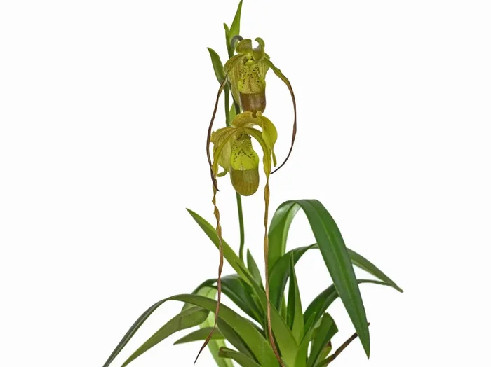 Phragmipedium Leslie Garay